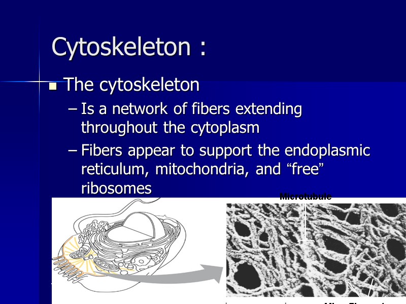 ahmad ata 22 Cytoskeleton : The cytoskeleton Is a network of fibers extending throughout